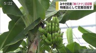 みやき町産「神バナナ」 新たな特産品目指す【佐賀県】