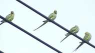 なんで?川崎で外来種の“インコ”が大量発生