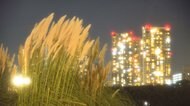 エンマコオロギ・カネタタキ・アオマツムシ…小さな秋の風景 都会の鳴く虫