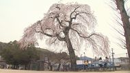 昭和3年から児童を見守る 90年の歴史を持つ枝垂れ桜が満開(島根)