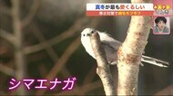 【北海道の天気 1/20(木)】「雪の妖精」が主役の日 寒いと益々愛らしくなる