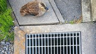 側溝に落ちたヒナを救いたい! カモ親子の救出劇を見守る“ネットの輪”...助けた本人に聞いた