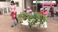 園児がイチゴの収穫体験 高校生が栽培しプランターに植え替えプレゼント【鳥取・米子】
