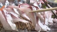 不漁で値上げラッシュも…完全養殖の「唐津Qサバ」で打ち勝つ　ぽっちゃり型で脂ノリノリ【福岡発】