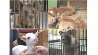 ほとんどが育児放棄や保護の動物…優しさであふれる“三重県唯一の動物園” チベット生息のヒグマの一種も