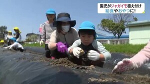 保育園の子ども達…ジャガイモの植え付け体験