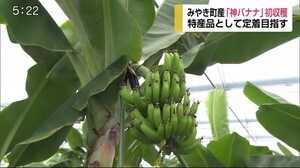 みやき町産「神バナナ」 新たな特産品目指す【佐賀県】