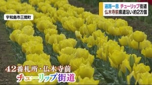 赤と黄色のチューリップ街道が見頃【愛媛・宇和島市】