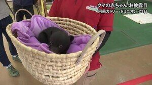 ことし生まれたクマの赤ちゃんがお披露目(熊本)