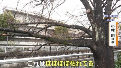 【ピンチ】なぜ？桜の倒木相次ぐ… キノコ・傾き・穴は“腐食”のサイン！？樹木医が語る現状「都心部は特に注意」