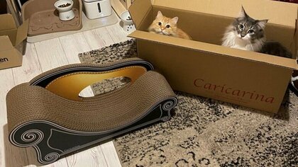 「誕生日プレゼントはそっちでいいんだな？」猫の反応が“あるある”と話題…結局使ってくれた?飼い主に聞いた