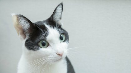 三毛はツンデレ、白は臆病、黒猫は？毛柄によって違う性格と“白ブチ模様”の動物にある共通点