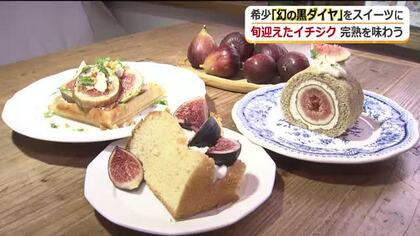 ねっとり濃厚な甘み“幻の黒ダイヤ”　あわら市の農園でイチジクが収穫期　赤、白だけじゃない…貴重な“黒”も…スイーツで旬を味わう