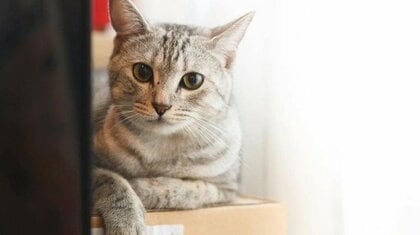 「前世から一緒だった気がするんです」2度失踪して2度占いで発見されたビストロの看板猫「ヌガチン」と飼い主の不思議な絆