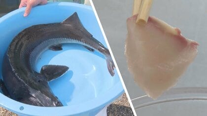 高校生が養殖した「チョウザメ」初出荷　キャビアではなく魚肉!? 気になるお味は…メスも順調に成長【新潟発】