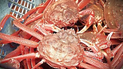 【ふるさと納税のホームページで誤表記】 “ズワイガニ”届くかと思いきや…約30人の元に“オオズワイガニ”「噴火湾でズワイガニは取れるのか」との問い合わせで誤り発覚＜北海道洞爺湖町＞