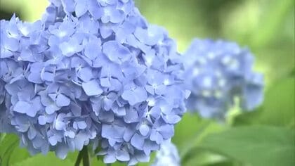 “アジサイ寺”長野県飯山市の高源院で約20種類・800株が見頃