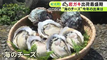 濃厚でクリーミーな風味が人気…三重県紀北町で養殖岩ガキの出荷が最盛期 約1万個を全国に注文販売