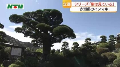 「生きる力をもらう」「毎日見てても飽きない」　6つの時代を見守る巨木・名木　赤瀬邸のイヌマキ
