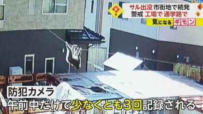 “サル出没”市街地で続発　電線を器用にわたる姿が防カメに…小学生の通学路周辺でも　宮城・塩釜市　佐賀・佐賀市