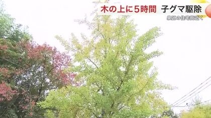 木の上に子グマが５時間とどまる　泉区の住宅街近くに出没　麻酔銃で捕獲・駆除〈仙台市〉