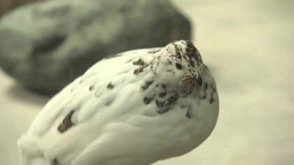 ファミリーパーク生まれのニホンライチョウが人気ナンバーワンに　動物選挙の結果発表