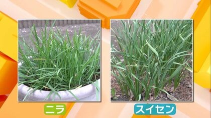 給食にニラと間違え有毒のスイセン…園児12人が食中毒　 見た目はそっくり 見分け方は？