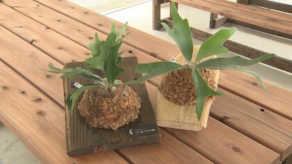 イルカと触れあえるだけじゃない！流木で“1点もの”インテリアも　アレンジするのは「意外と簡単」【大分発】