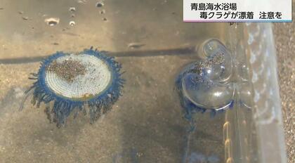 見た目はきれいだが死んでいても毒があるクラゲ「カツオノエボシ