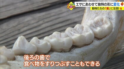 食べている物によって進化してきた動物たちの“歯” 骨格標本を使って
