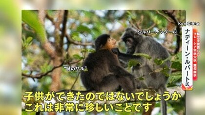 新種か？ ボルネオ島に「謎のサル」 長い尻尾にオレンジ色の毛…誕生の