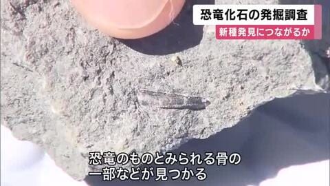 恐竜の化石　発掘調査　　かつて国内最大級の草食恐竜「タンバティタニス」化石見つかり話題に　兵庫・丹波市