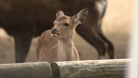 奈良公園内で子ジカ4頭一部欠損の死骸　興福寺や東大寺で相次ぎ発見　野生動物が捕食の可能性は低い