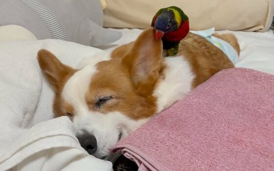 耳を かじかじ して遊ぶ大胆不敵なインコと動じないおじいちゃん犬 2匹の友情について聞いた