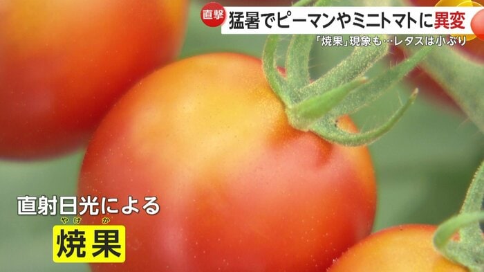 直射日光による「焼果」と呼ばれる現象も