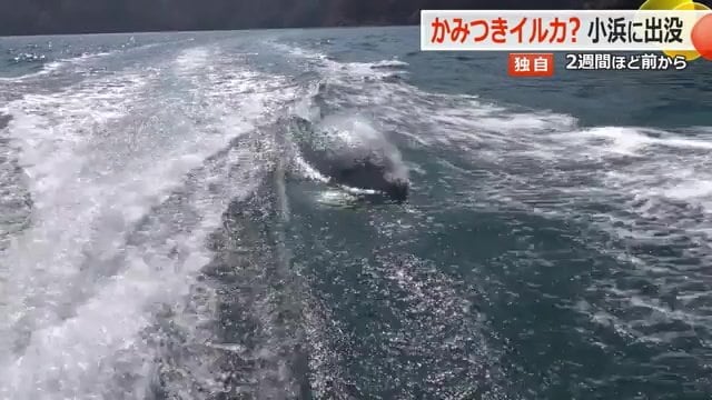 漁船のすぐ近くを並走するように泳ぐイルカ
