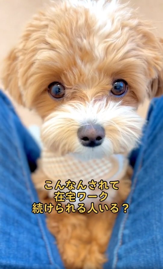 在宅ワーク中の飼い主さんに遊んでほしそうな視線…