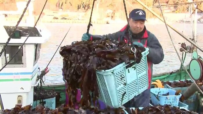 山林火災の影響でワカメの刈り取りや出荷が2週間から3週間ほど遅れた