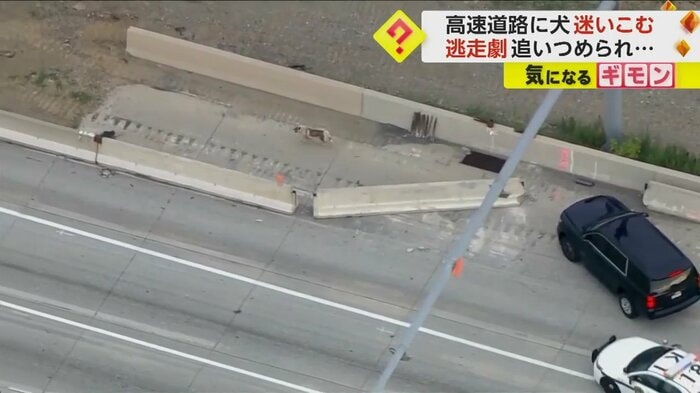 車を巻くように、狭い隙間に逃げ込む犬