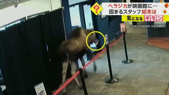 ファストフードの箱を口にはめたまま出て行くヘラジカ