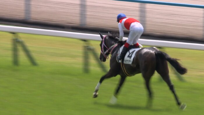 京都未勝利を制したショウナンザナドゥ