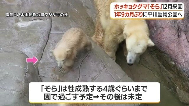 元気に走り回る「そら」