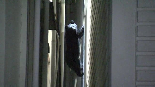 福島市の温泉街に出没したクマ