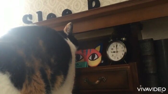 こちらは本当に9時になった瞬間のミカサちゃん