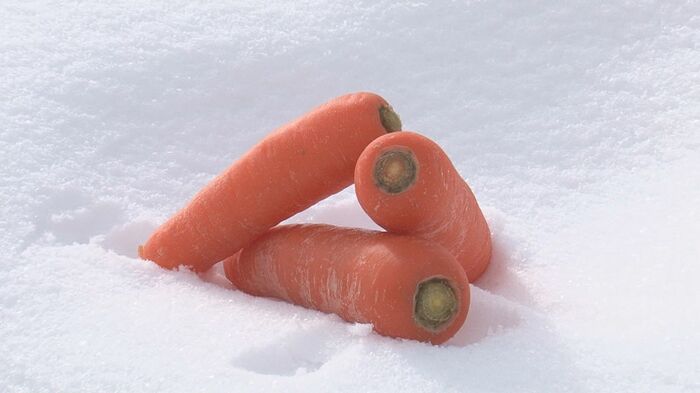 新潟・津南町の特産品「雪下にんじん」