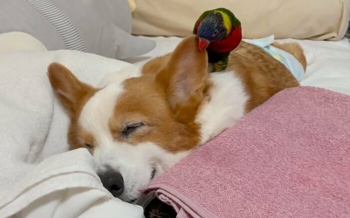 正面カメラからの「耳カジカジ」