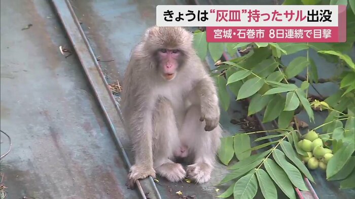屋根でくつろぐように、悠々と木の実を食べていた