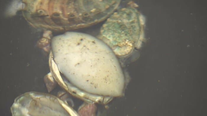 12日間続いた停電の影響でアワビ250万個が死滅