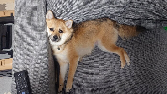 ソファでくつろぐおこげちゃん