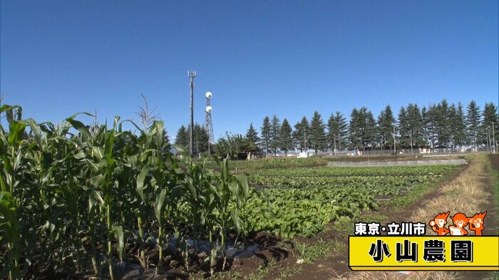 東京・立川市「小山農園」